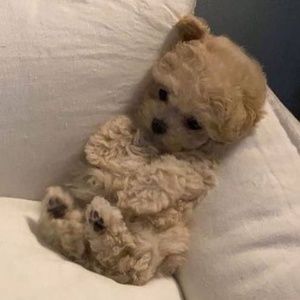 Meet your Posher, Kate